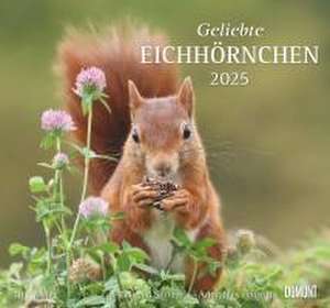 Geliebte Eichhörnchen 2025 - DUMONT Wandkalender - mit den wichtigsten Feiertagen - Format 38,0 x 35,5 cm de DUMONT Kalender