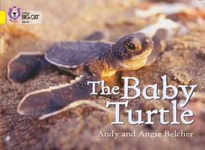 The Baby Turtle de Andy Belcher