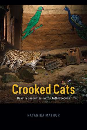 Crooked Cats: Beastly Encounters in the Anthropocene de Nayanika Mathur