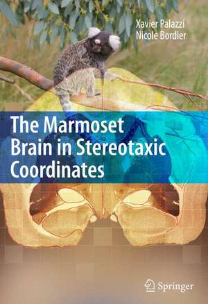 The Marmoset Brain in Stereotaxic Coordinates de Xavier Palazzi