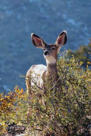 Kids Deer Journal de Jordan Wunderlich