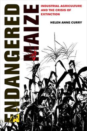 Endangered Maize – Industrial Agriculture and the Crisis of Extinction de Helen Anne Curry