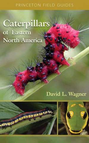 Caterpillars of Eastern North America – A Guide to Identification and Natural History de David Wagner