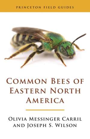 Common Bees of Eastern North America de Olivia Messinge Carril