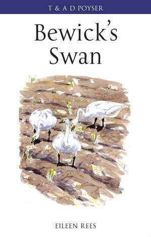 Bewick's Swan de Eileen Rees