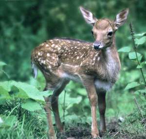 Deer de Peony Press
