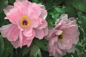 Peony de Peony Press