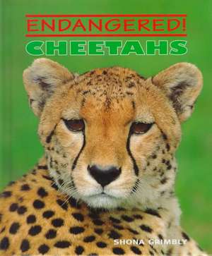 Cheetahs de Shona Grimbly