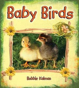 Baby Birds de Bobbie Kalman