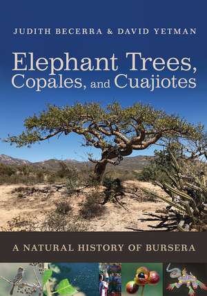 Elephant Trees, Copales, and Cuajiotes: A Natural History of Bursera de Judith X. Becerra