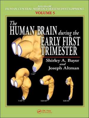 The Human Brain During the Early First Trimester de Shirley A. Bayer