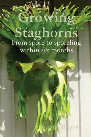 Growing Staghorns from Spore de Wayne Boyce