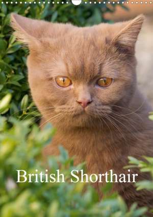 British Shorthair (Wall Calendar 2020 DIN A3 Portrait) de Fotodesign Verena Scholze