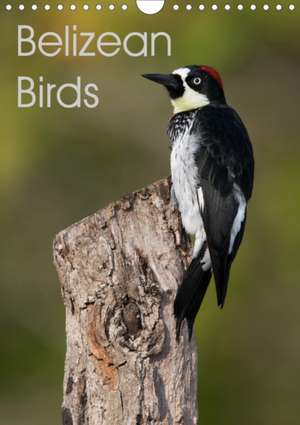 Belizean Birds (Wall Calendar 2020 DIN A4 Portrait) de Ray Wilson