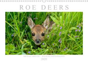 Roe Deers (Wall Calendar 2020 DIN A3 Landscape) de Michael Breuer