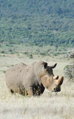 Alive! White Rhino - Natural - Photo Art Notebooks (5 X 8 Series) de Eva-Lotta Jansson