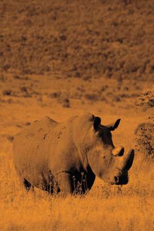 Alive! White Rhino - Sepia - Photo Art Notebooks (6 X 9 Version) de Eva-Lotta Jansson