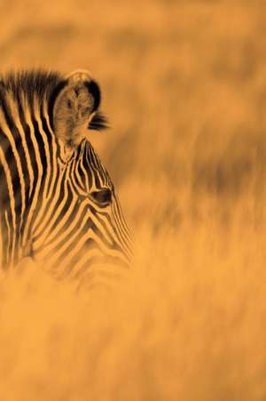 Alive! Zebra Stripes - Sepia - Photo Art Notebooks (6 X 9 Series) de Eva-Lotta Jansson