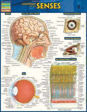 Anatomy of the Senses de Barcharts Inc