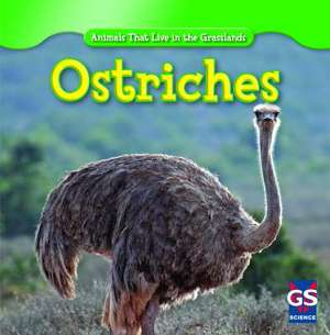 Ostriches de Therese Harasymiw