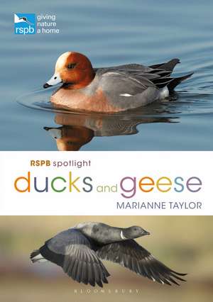 RSPB Spotlight Ducks and Geese de Marianne Taylor