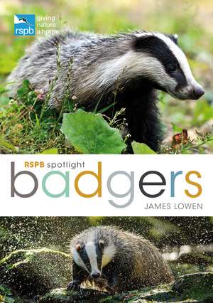 RSPB Spotlight: Badgers de James Lowen