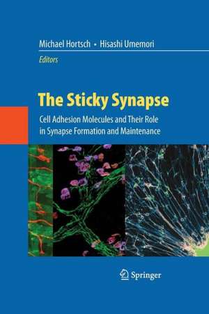 The Sticky Synapse: Cell Adhesion Molecules and Their Role in Synapse Formation and Maintenance de Michael Hortsch