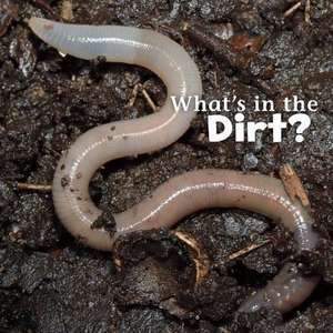 What's in the Dirt? de Martha E. H. Rustad