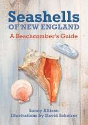 Seashells of New England: A Beachcomber's Guide de Sandy Allison