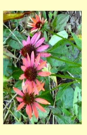 Coneflowers 2014 Weekly Calendar de K. Rose