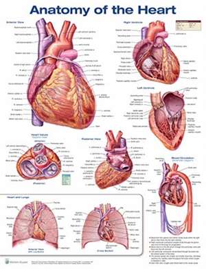 Anatomy of the Heart de Anatomical Chart Company