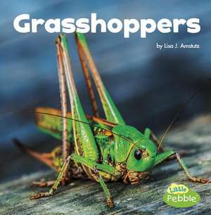 Grasshoppers de Lisa J. Amstutz