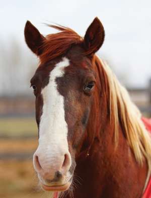 Kids Large Horse Journal de Jordan Wunderlich