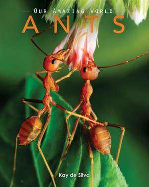 Ants de Kay De Silva