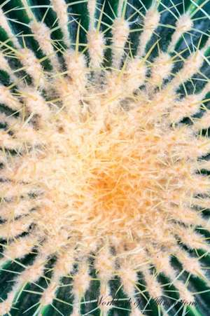 Golden Barrel Cactus Echinocactus Grusonii Workbook of Affirmations Golden Barrel Cactus Echinocactus Grusonii Workbook of Affirmations de Alan Haynes