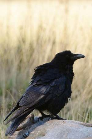 Carrion Crow (Corvus Corone) Bird Journal de Cs Creations