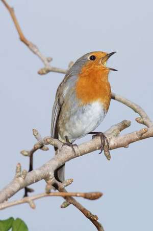 Robin (Erithacus Rubecula) Singing in the Spring Journal de Cs Creations