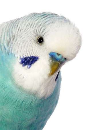 Pretty Bird! Portrait of a Budgerigar Bird Journal de Cs Creations