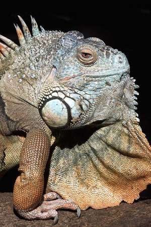 Green Iguana (American Iguana) Portrait Journal de Cs Creations