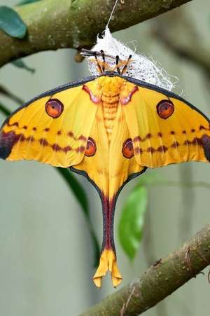 African Madacascan Moon Moth (Argema Mittrei) Journal de Cs Creations