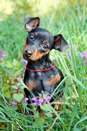 Adorable Miniature Pinscher Puppy Dog Journal de Cs Creations