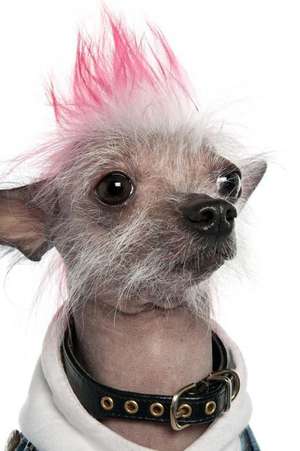 Punk Puppy de Cs Creations