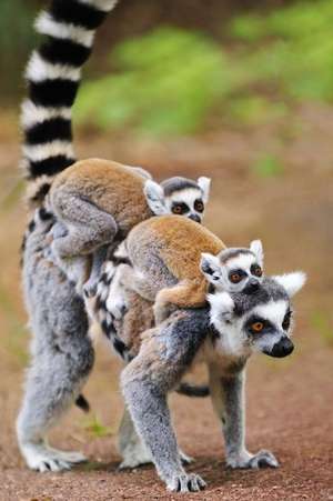 Cute Mama Lemur and Two Babies Journal de Cs Creations