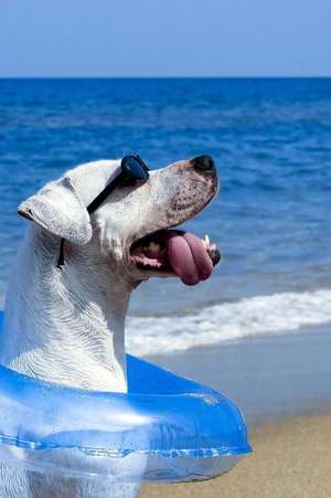 Pooch in Paradise Wearing Sunglasses Dog Beach Journal de Cool Image