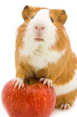 Cute Red and White Guinea Pig with a Red Apple Journal de Cs Creations