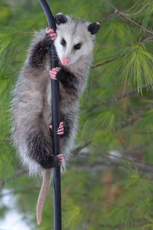 Possum on a Pole Journal de Cool Image