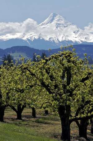 Pear Orchard and Mt. Hood in the Summer Oregon USA Journal de Cs Creations