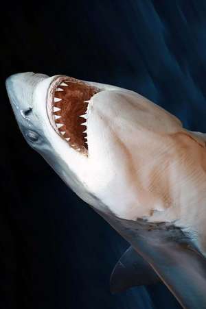 Too Close to the Great White Shark Journal de Cool Image