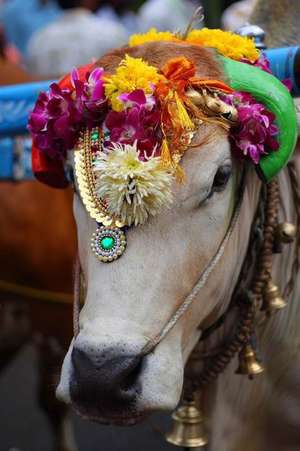 A Sacred Cow Decorated with Colorful Flowers and Jewels in India Journal de Cs Creations