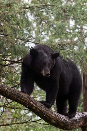 Black Bear Standing on a Tree Branch Journal de Cs Creations